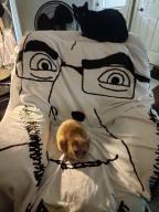 blanket cats cobson couch soyjak // 3472x4624 // 1.4MB